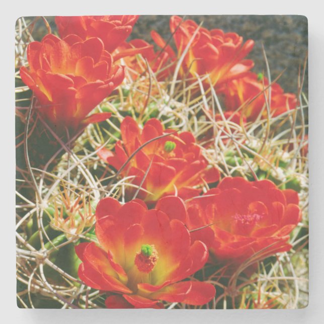 Claret Cup Kaktus Vildblommor Underlägg Sten (Framsidan)