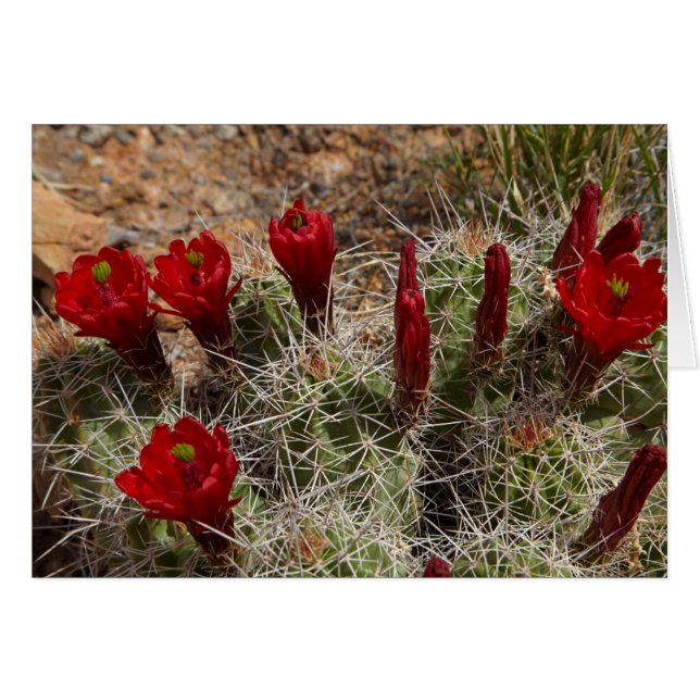 Claret Cup-kaktusblommor 2 Hälsningskort (Framsidan Horizontal)