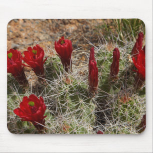 Claret Cup-kaktusblommor 2 Musmatta