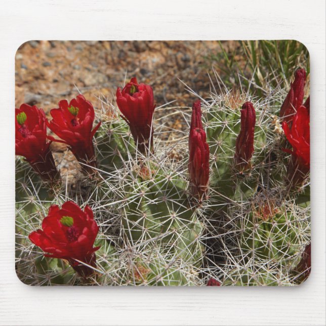 Claret Cup-kaktusblommor 2 Musmatta (Framsidan)