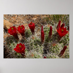 Claret Cup-kaktusblommor 2 Poster