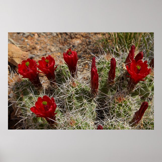 Claret Cup-kaktusblommor 2 Poster (Framsidan)