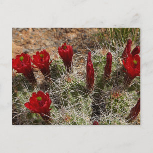 Claret Cup-kaktusblommor 2 Vykort