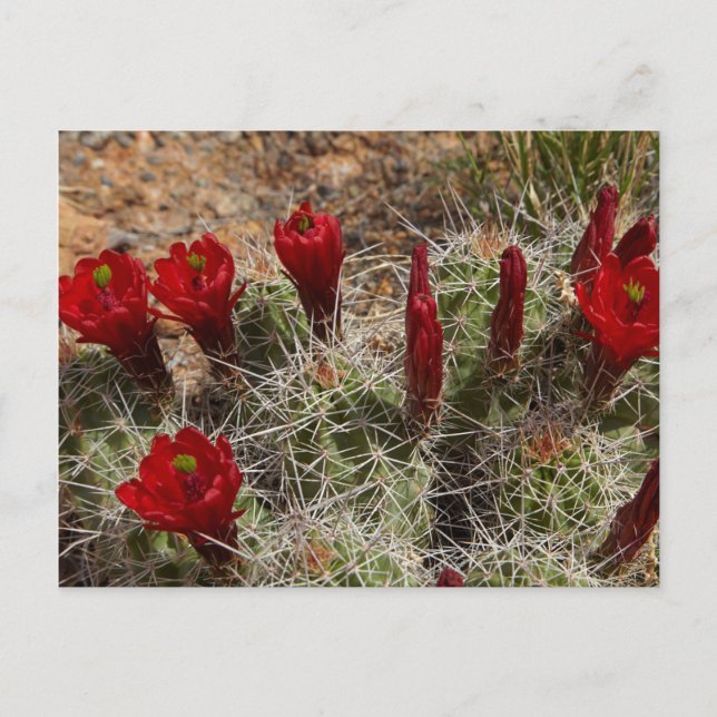 Claret Cup-kaktusblommor 2 Vykort (Framsida)
