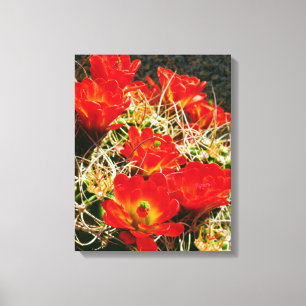 Claret Cup-kaktusvildblommor Canvastryck