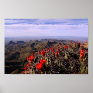 Claret Kopp Cacti - Big Bend, Texas Poster