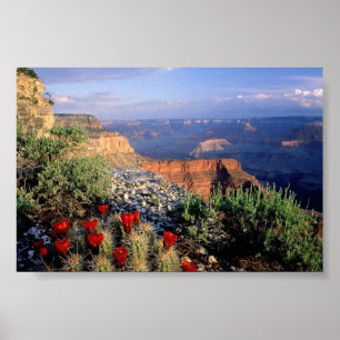 Claret Kopp Cactus, Arizona Poster