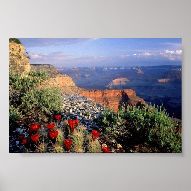 Claret Kopp Cactus, Arizona Poster (Framsidan)