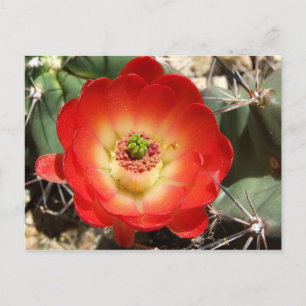 Claret Kopp Cactus Blommar Vykort