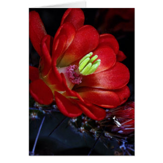 Claret kopp cactus (Echinocereus triglochidiatus) Hälsningskort