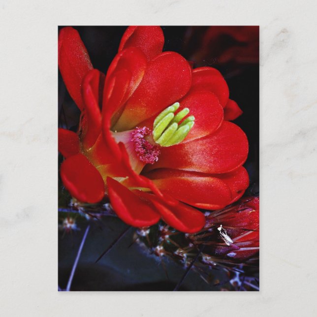 Claret kopp cactus (Echinocereus triglochidiatus) Vykort (Framsida)