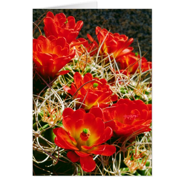 Claret Kopp Cactus Wildblommor Hälsningskort (Framsidan)