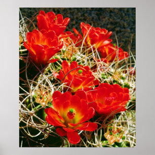 Claret Kopp Cactus Wildblommor Poster