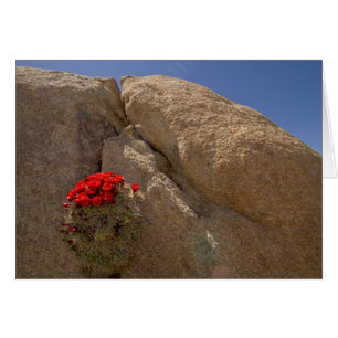 Claret kopp eller Mojave mound cactus in bloom Hälsningskort