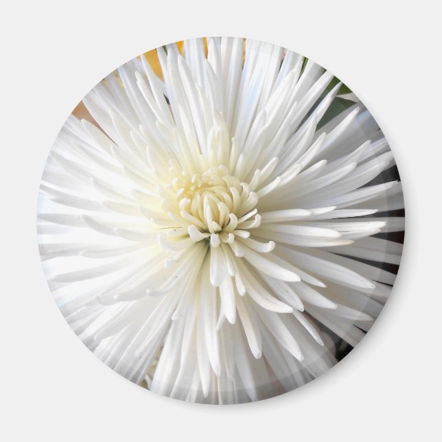 Claricia Magnet (Framsidan)