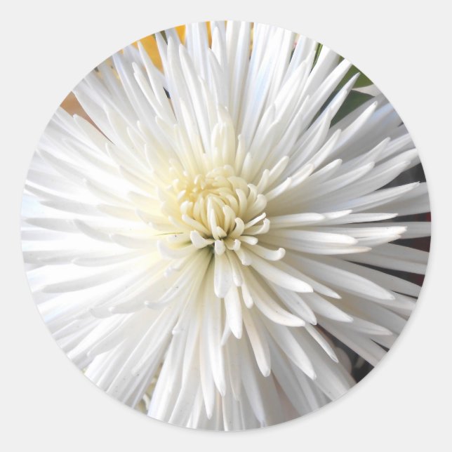 Claricia Runt Klistermärke (Framsida)