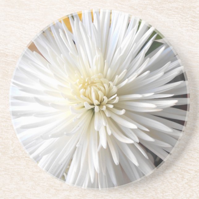 Claricia Underlägg (Framsidan)