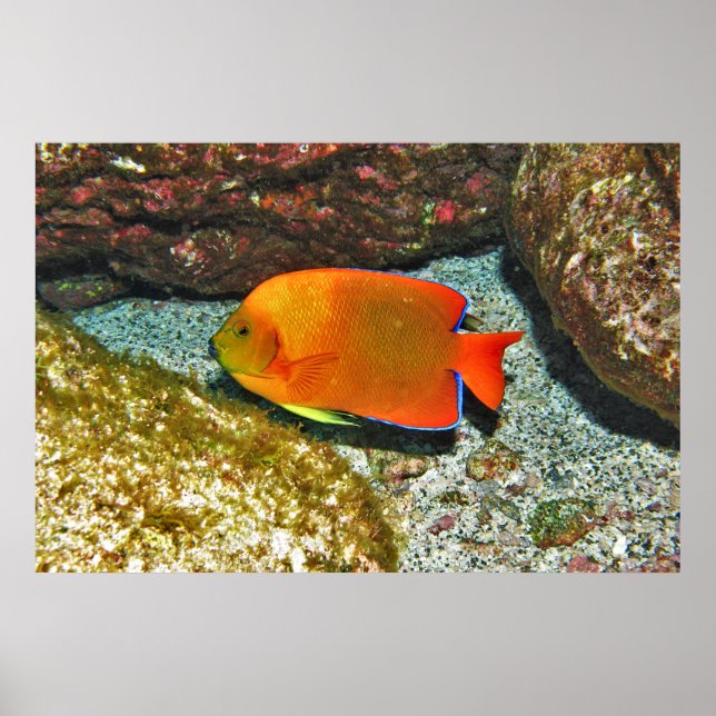 Clarion Angelfish II Poster (Framsidan)