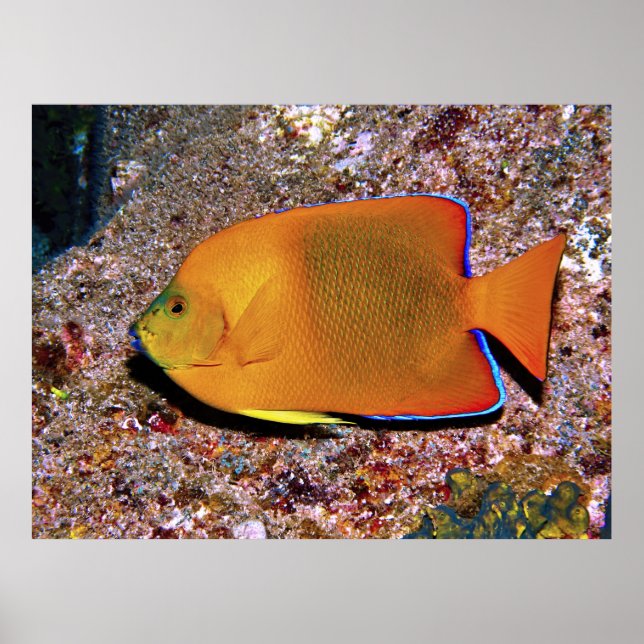 Clarion Angelfish Poster (Framsidan)