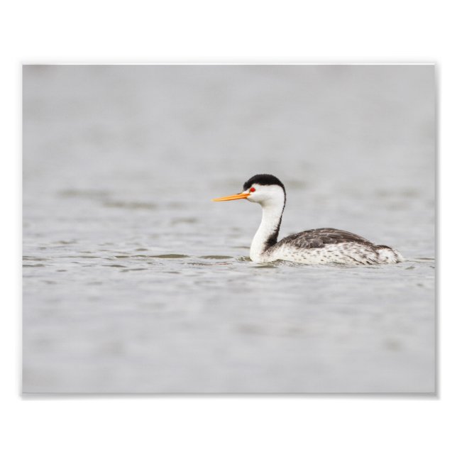 Clark Grebe på en lugn sjö Fototryck (Framsidan)