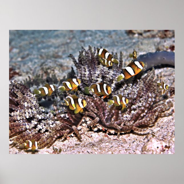 Clarke's Anenomefish Family Poster (Framsidan)