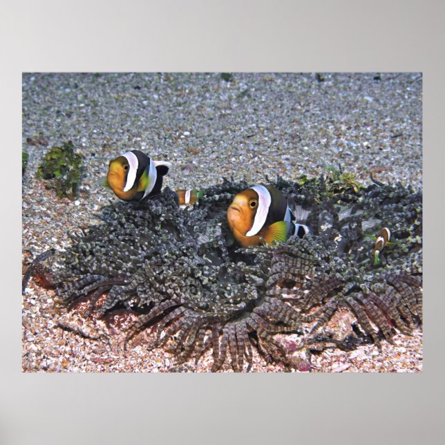 Clarke's Anenomefish Poster (Framsidan)