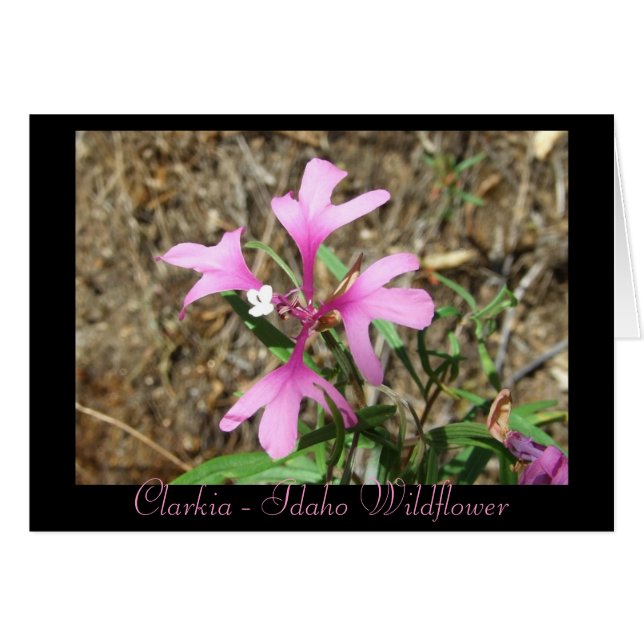 Clarkia - Idaho Wildblomma (Tomt kort) Hälsningskort (Framsidan Horizontal)