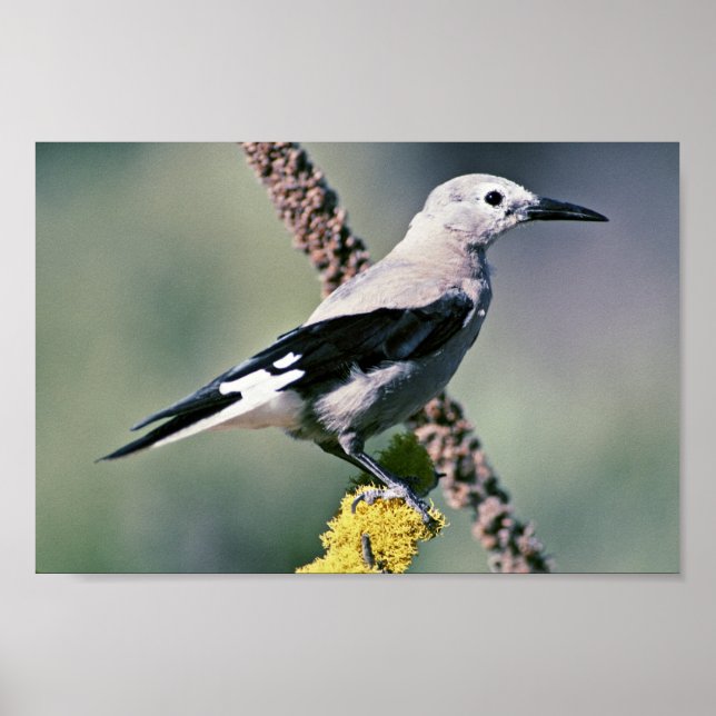 Clark's Nutcracker Poster (Framsidan)
