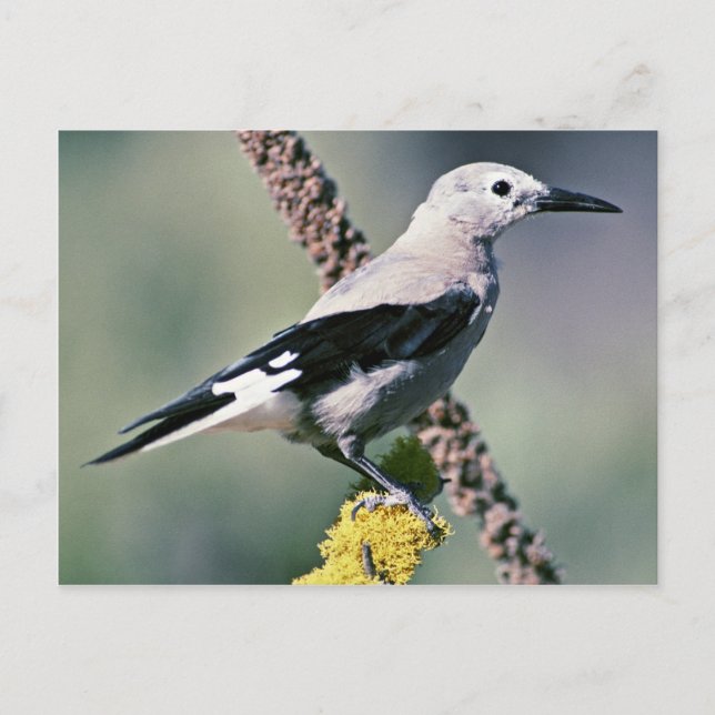 Clark's Nutcracker Vykort (Framsida)