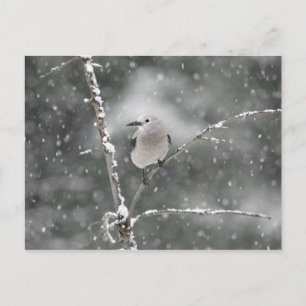 Clark's Nutcracker Vykort
