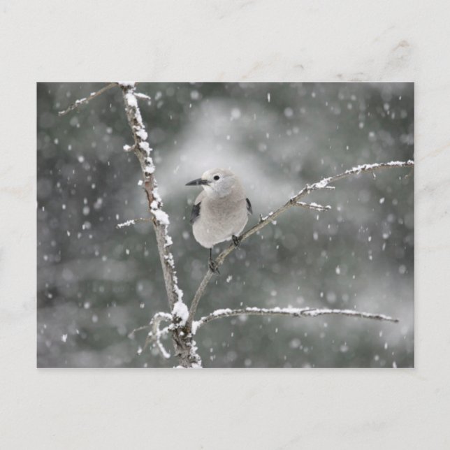 Clark's Nutcracker Vykort (Framsida)