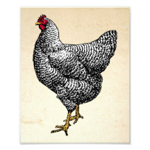 Classic Barred Plymouth Sten Chicken Hen
