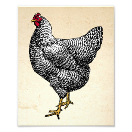 Classic Barred Plymouth Sten Chicken Hen Fototryck