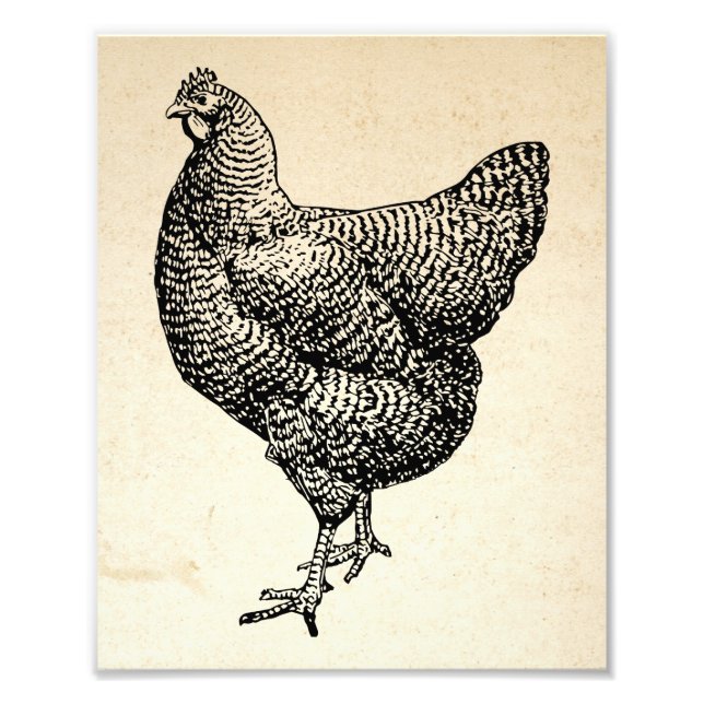 Classic Barred Plymouth Sten Chicken Hen Fototryck (Framsidan)