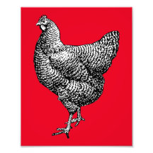 Classic Barred Plymouth Sten Chicken Hen