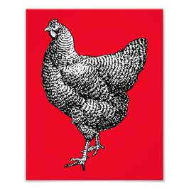 Classic Barred Plymouth Sten Chicken Hen Fototryck