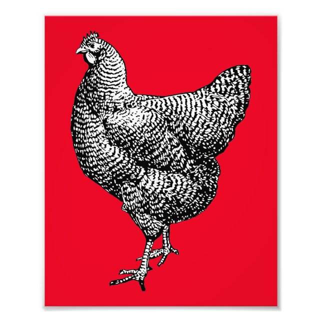 Classic Barred Plymouth Sten Chicken Hen Fototryck (Framsidan)
