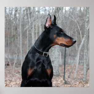 Classic Doberman bild Poster