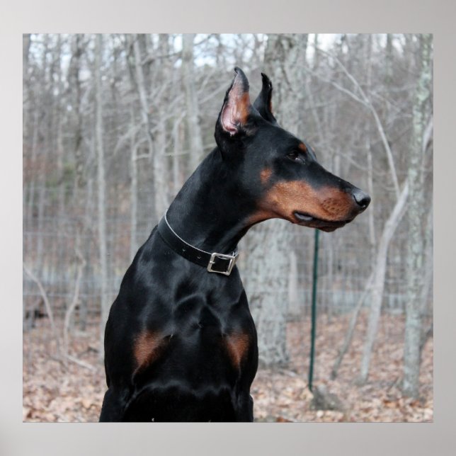 Classic Doberman bild Poster (Framsidan)