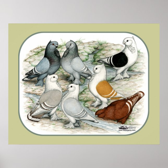 Classic Frill Barred Pigeons Poster (Framsidan)