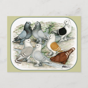 Classic Frill Barred Pigeons Vykort
