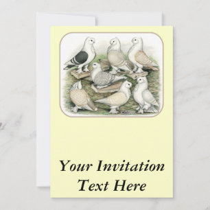 Classic Frill Pigeons Satinettes Inbjudningar