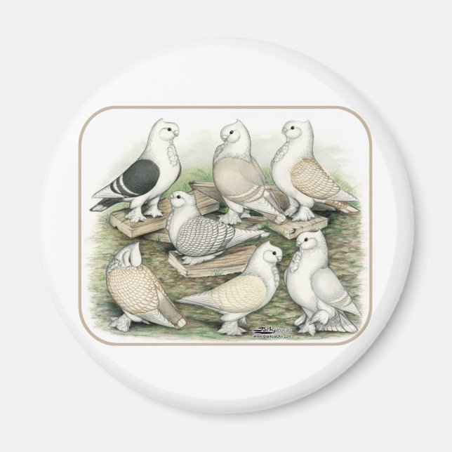 Classic Frill Pigeons Satinettes Magnet (Framsidan)