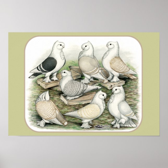 Classic Frill Pigeons Satinettes Poster (Framsidan)