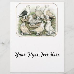 Classic Frill Pigeons Satinettes Reklamblad