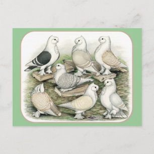 Classic Frill Pigeons Satinettes Vykort
