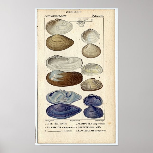 Classic Marine Etching - Clams Poster (Framsidan)