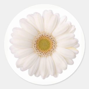 Classic White Gerbera Daisy Flower Runt Klistermärke