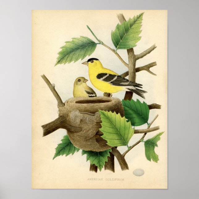 Classic Zoological Etching - American Goldfinch Poster (Framsidan)