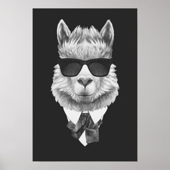 Classy Llama Poster (Framsidan)
